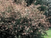 Abelia Gandiflora 